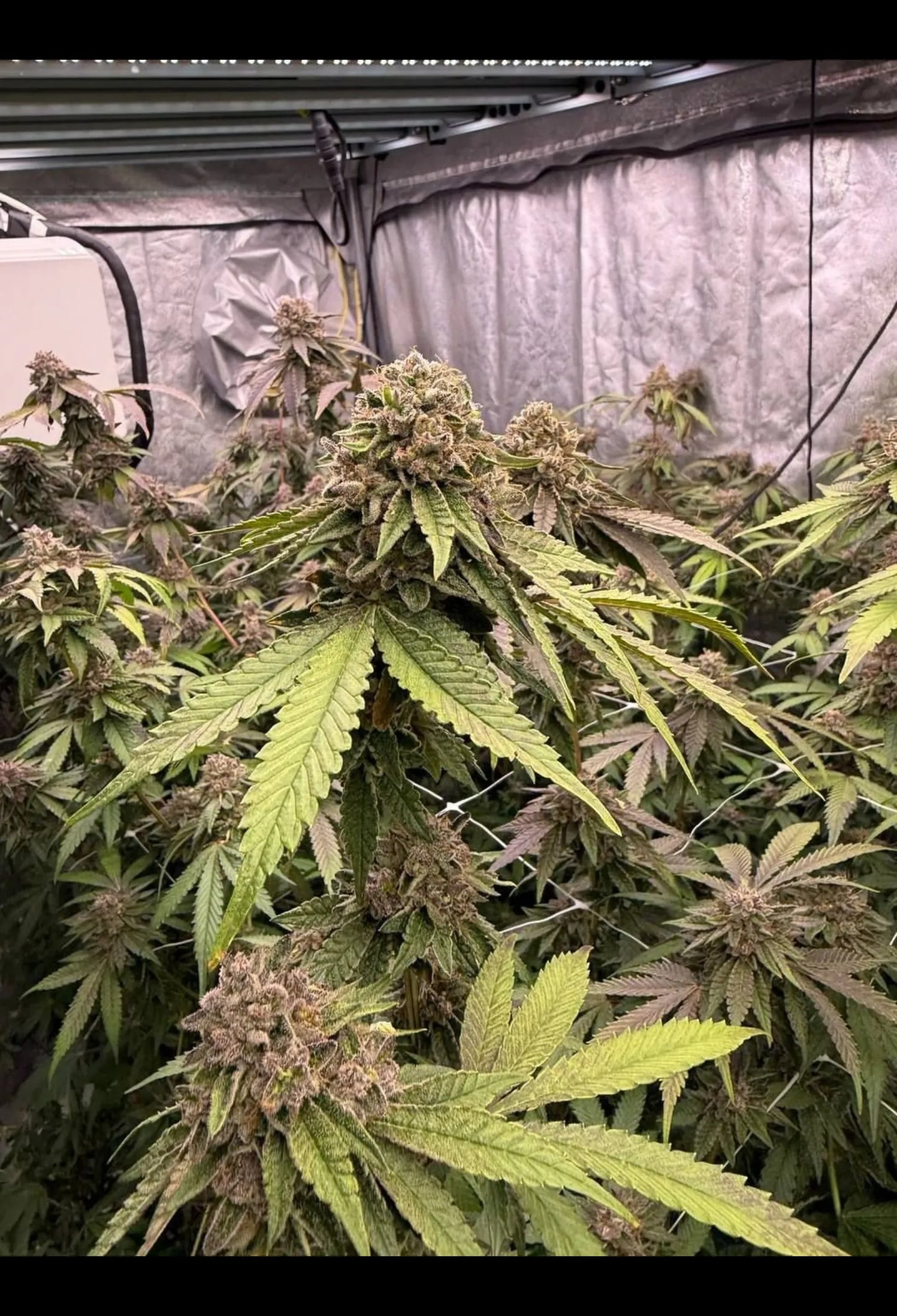 Biscotti Gelato™ - 420Strainz