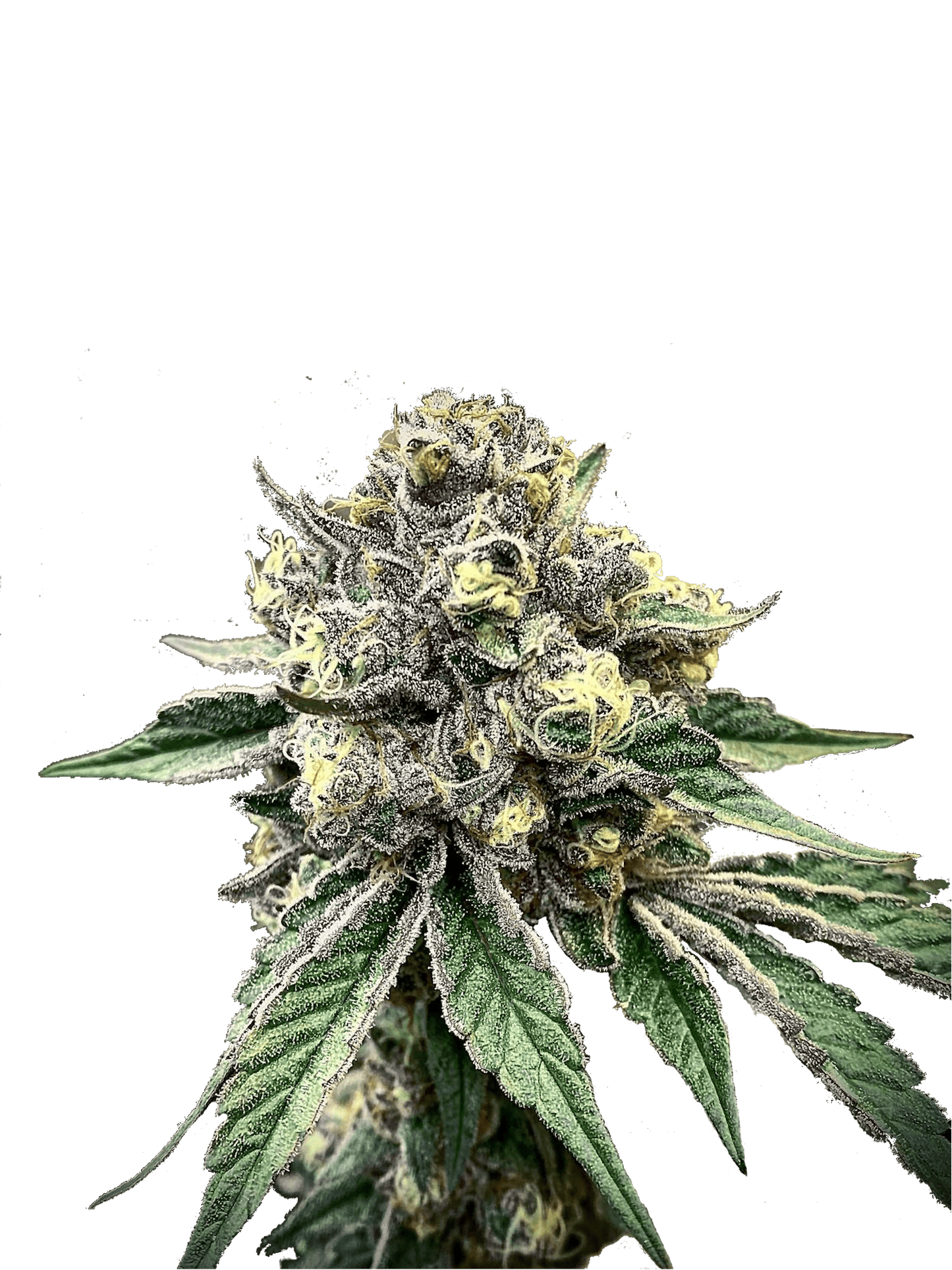 Cadillac Rainbow (US Cut) - Woodpecker's Farm