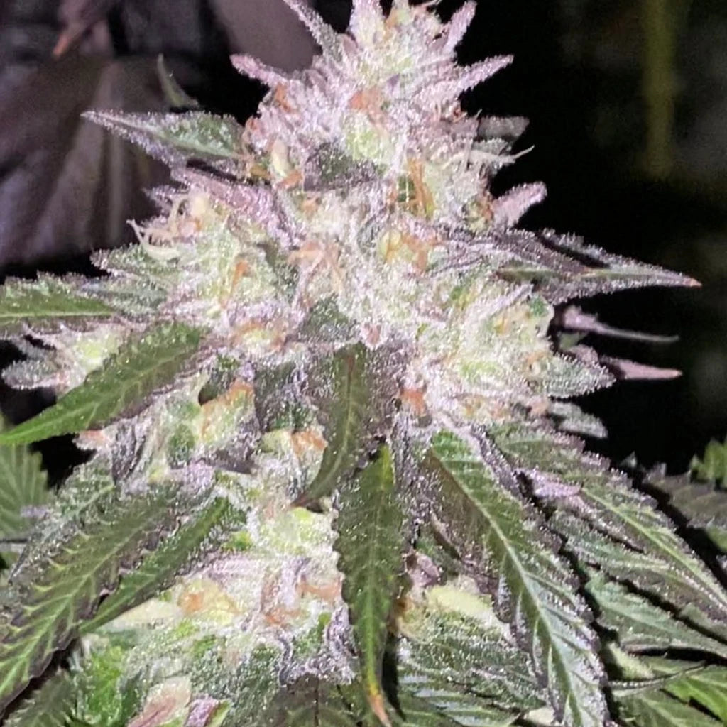 Cadillac Rainbow (US Cut) - Woodpecker's Farm