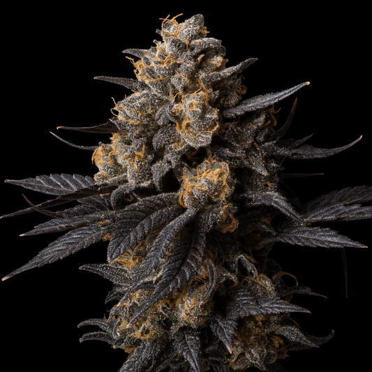 3er Set Stecklinge - Woodpecker's Farm