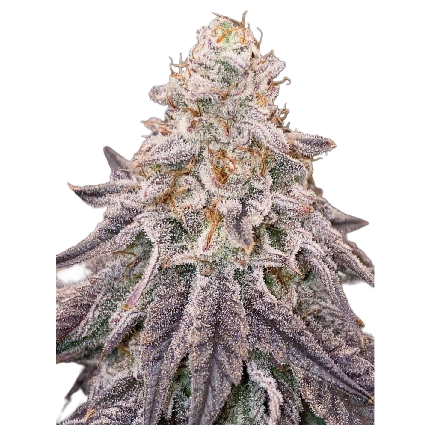 Dante Inferno #6 (Mile High Dave Cut) - Woodpecker's Farm