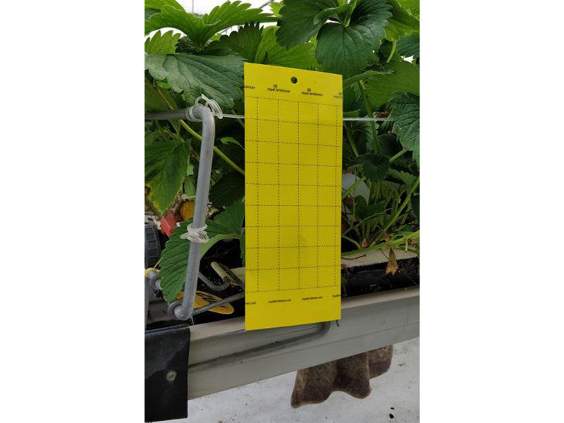 Insect trap and indicator sheets yellow 10x25 cm 10 pcs