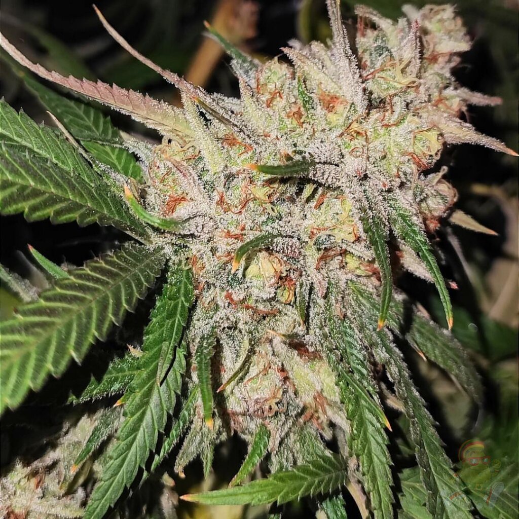 Melon Bluez