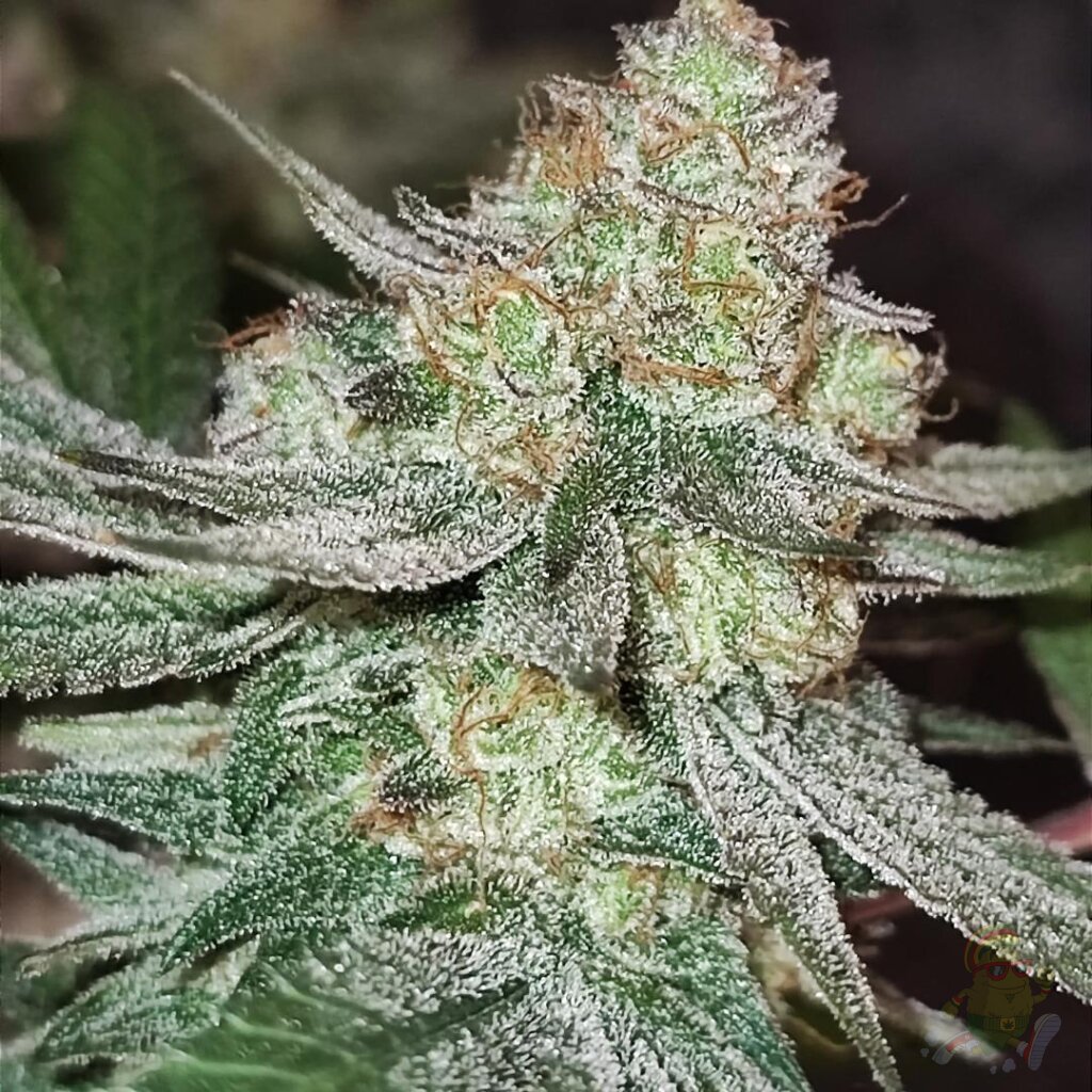 Melon Bluez