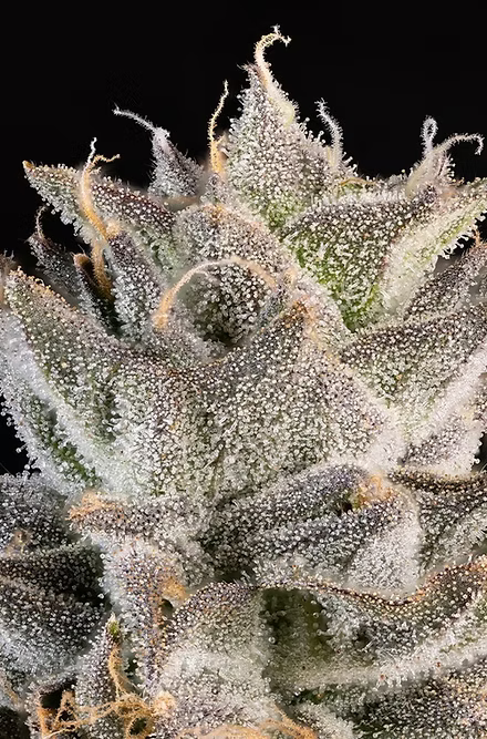 Prezzure - Woodpecker's Farm