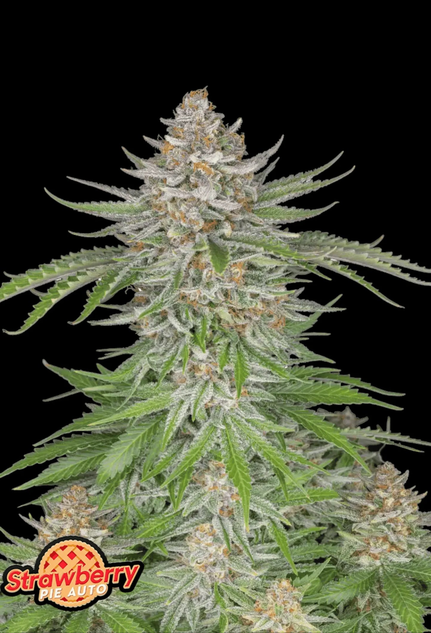 420Fastbuds Strawberry Pie Cannabispflanze mit violett-roten Farbtönen und süßem Erdbeerduft – indica-dominanter Autoflower mit fruchtigem Aroma