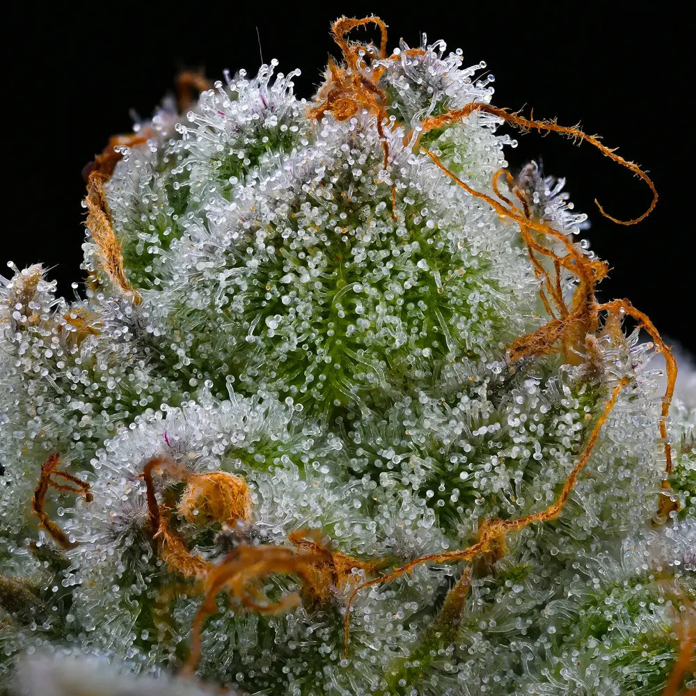 Blue Dream 5 Stk