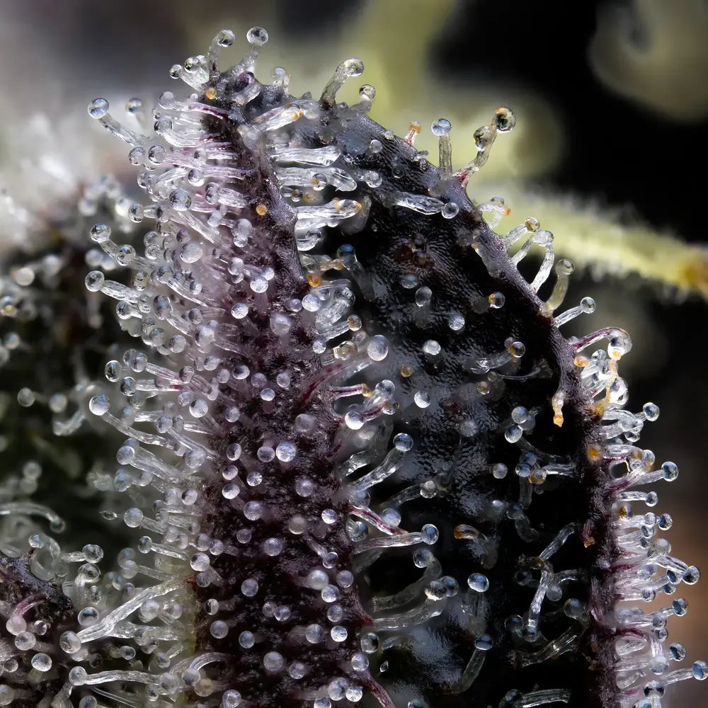 Blue Dream 5 Stk