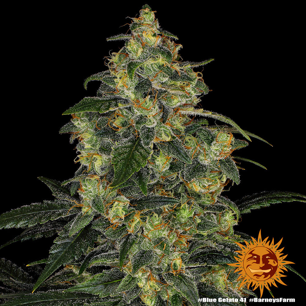 Blue Gelato 41 10 Stk