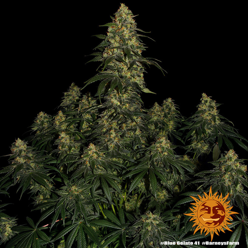 Blue Gelato 41 10 Stk