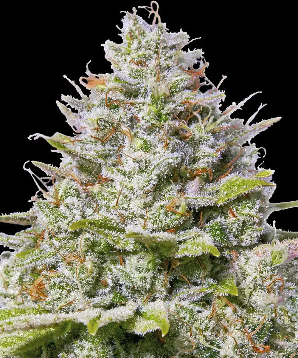 Blue Gelato 41 10 Stk