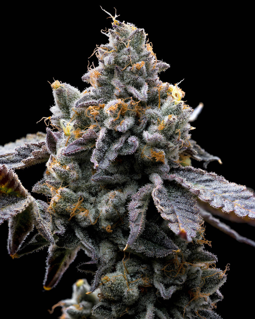 GMO Cookies 10 Stk