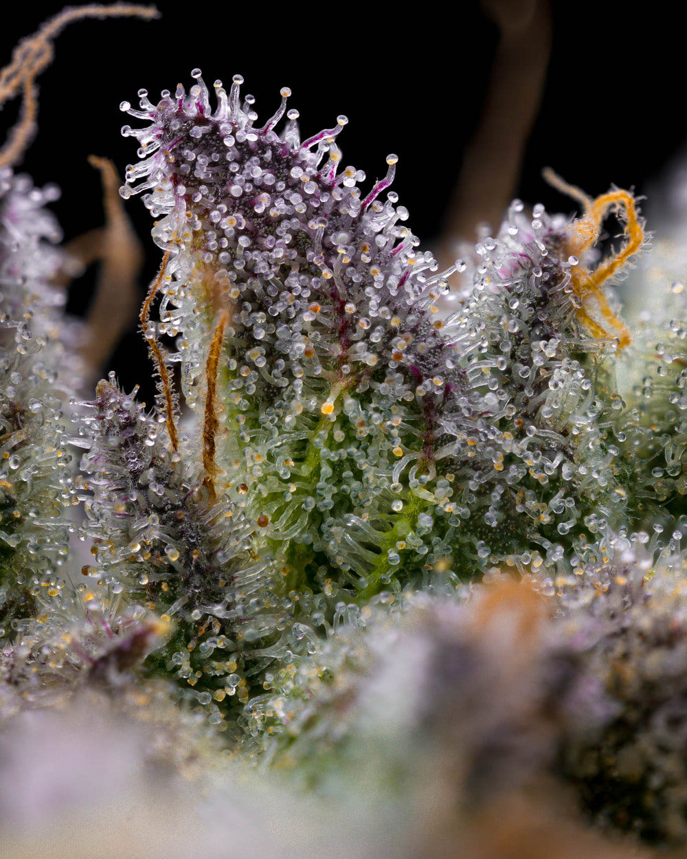GMO Cookies 10 Stk