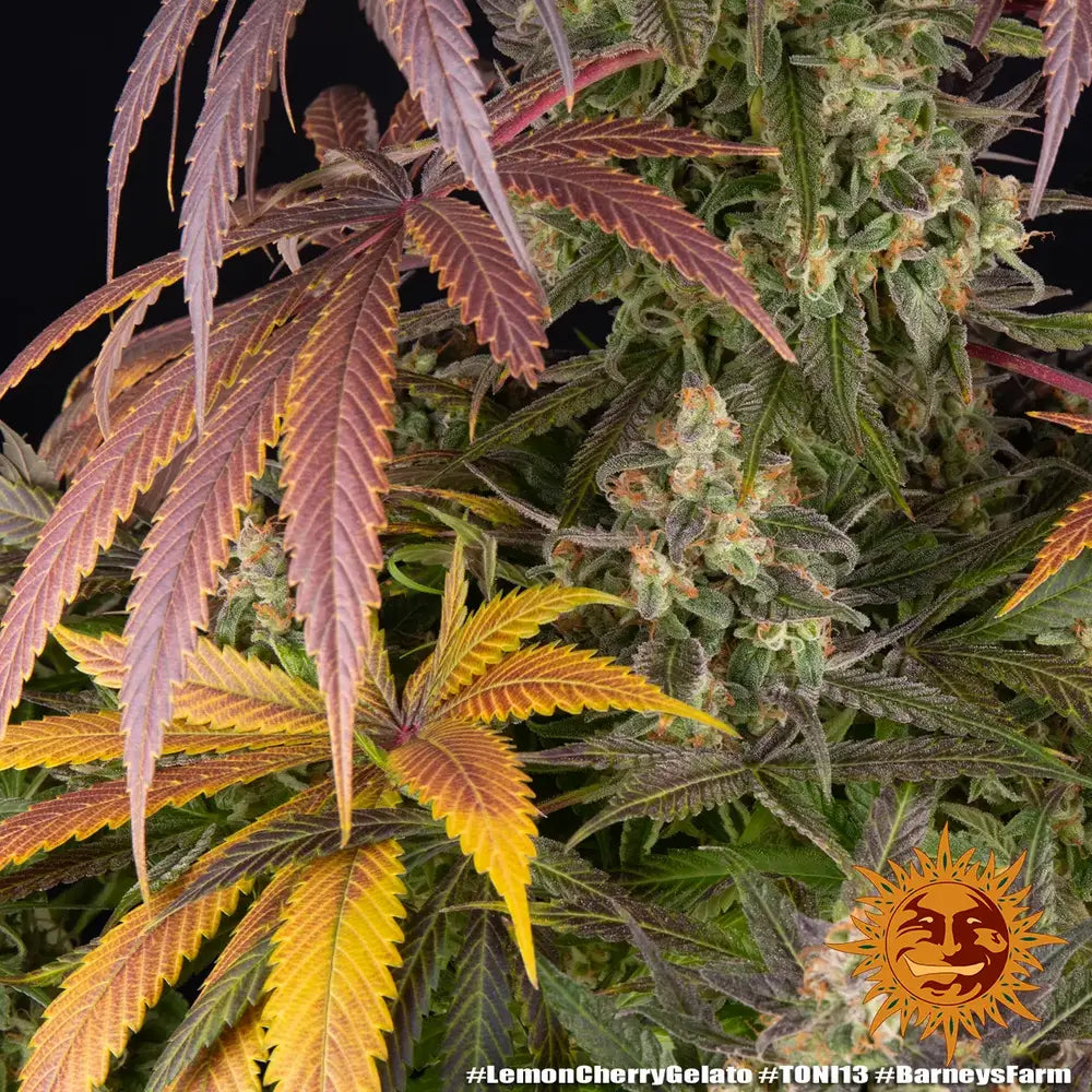 Lemon Cherry Gelato
