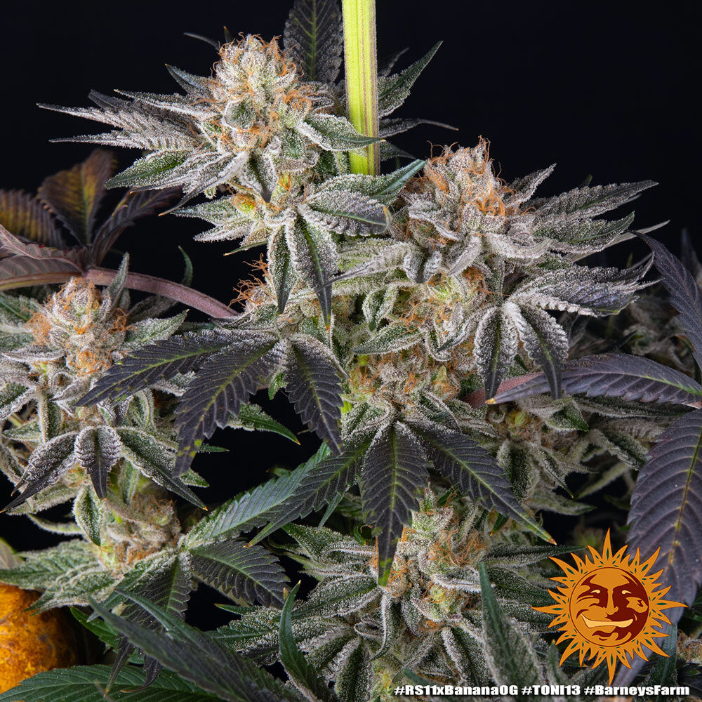 RS11 x Banana OG