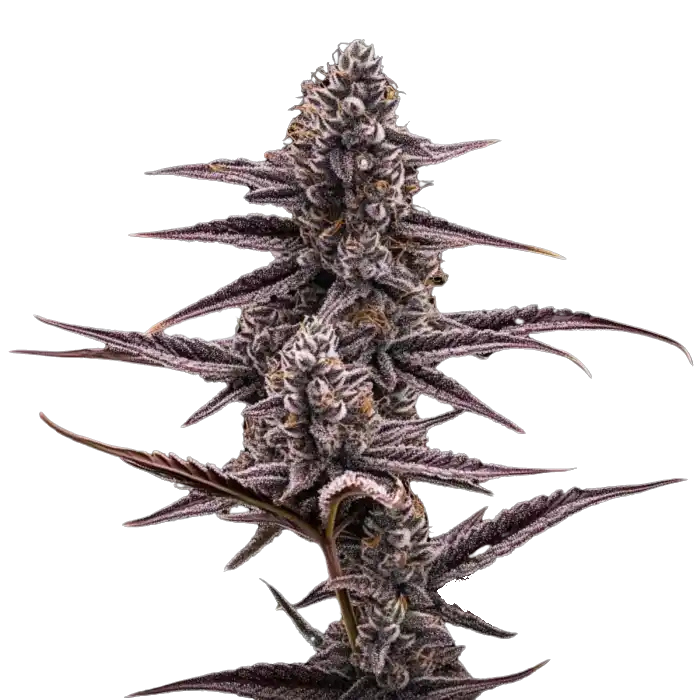 Super Buff Cherry #26 – GMLS Cut