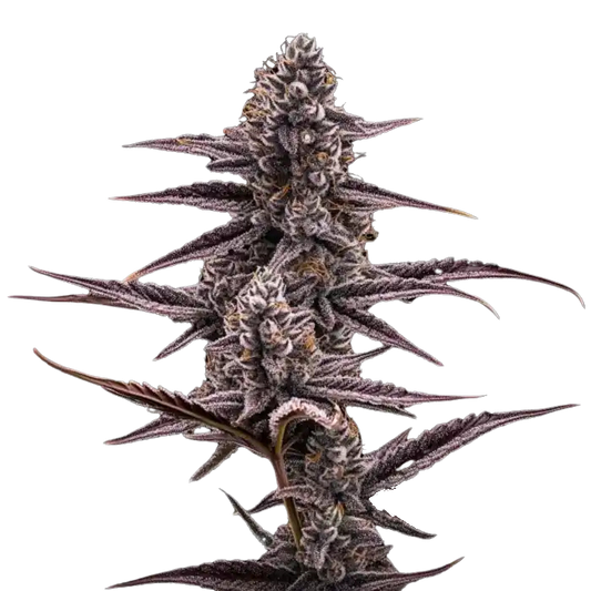 Super Buff Cherry #26 – GMLS Cut - Woodpecker's Farm