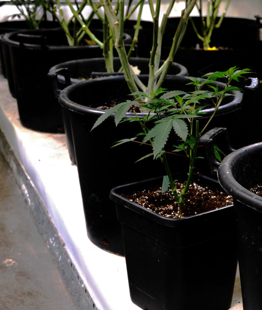 Welche Erde für Cannabispflanzen