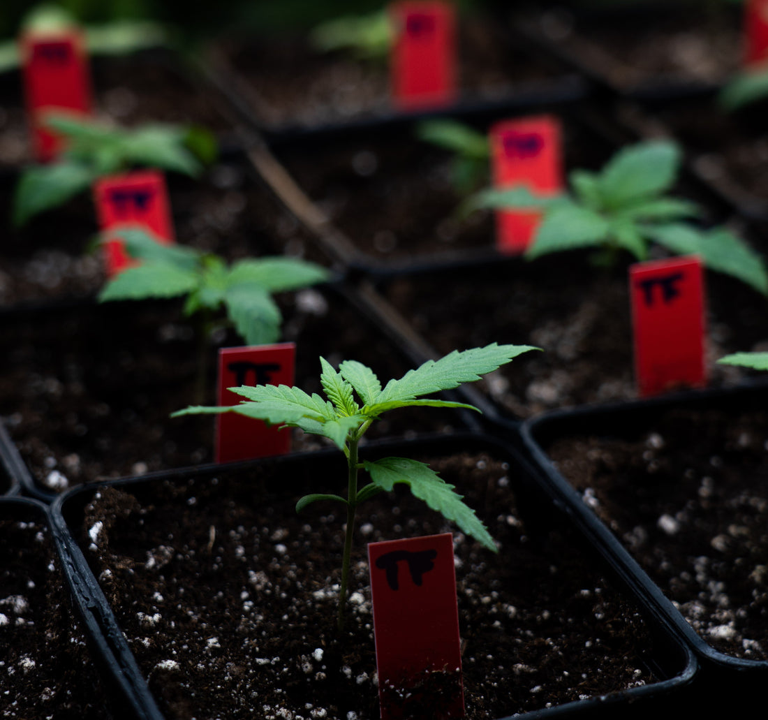 Sämlingsphase Cannabis