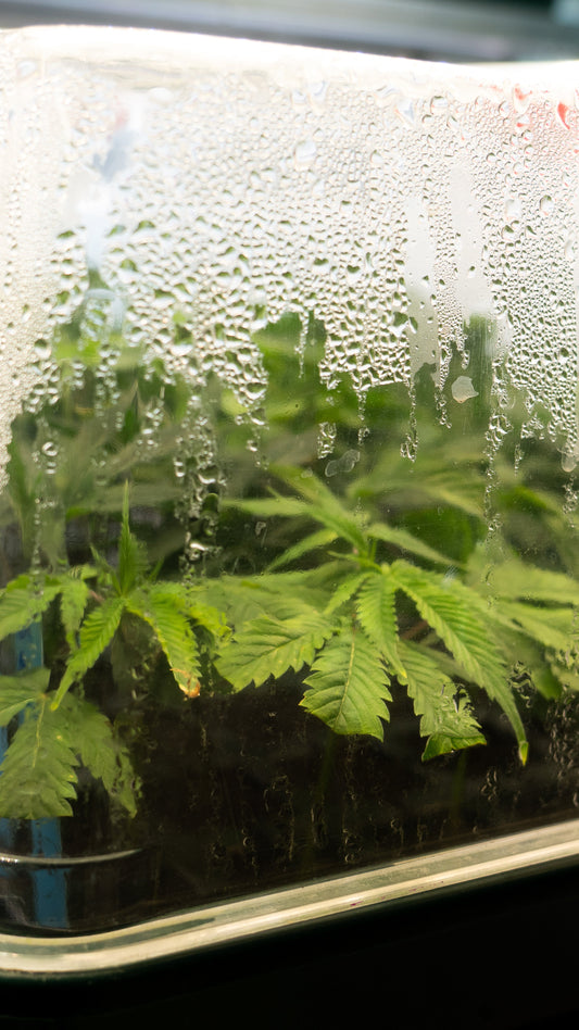 Zinkmangel bei Cannabispflanzen