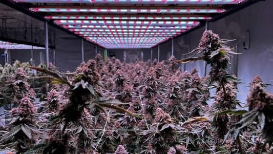 Stickstofftoxizität bei Cannabispflanzen