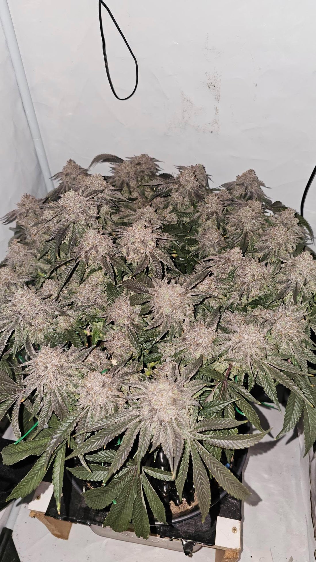 Scrog Anbau