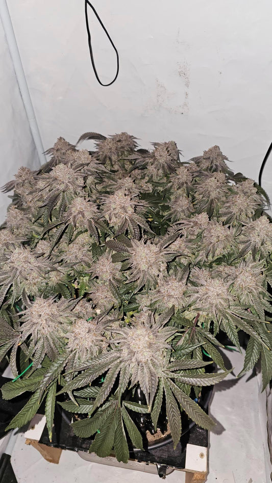 Scrog Anbau