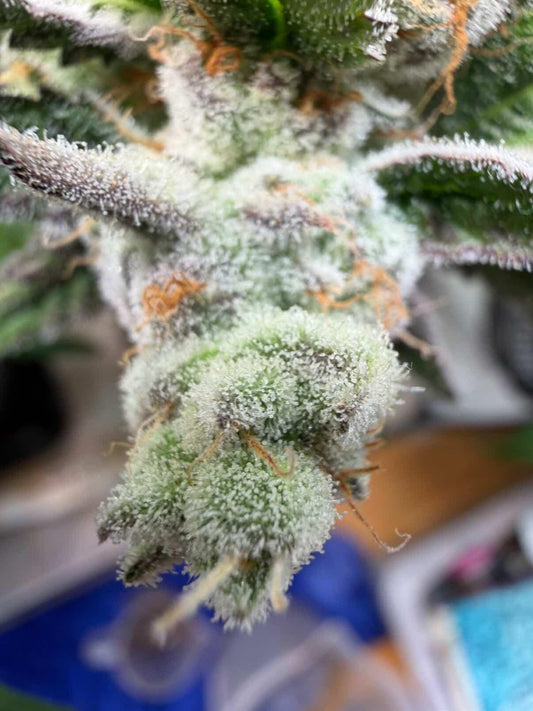 Trichome Hanf