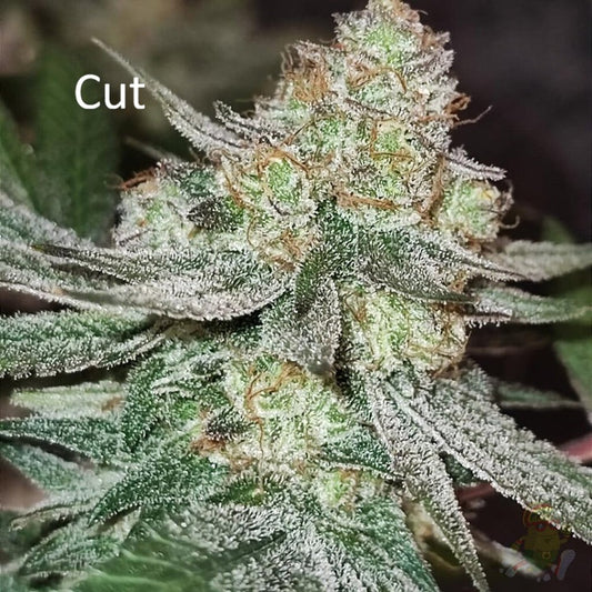 Melon Bluez (Melon Cheddar)