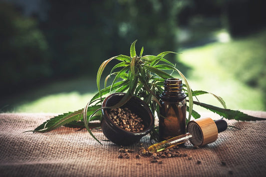 Vom Samen bis Öl: CBD Wellness Guide