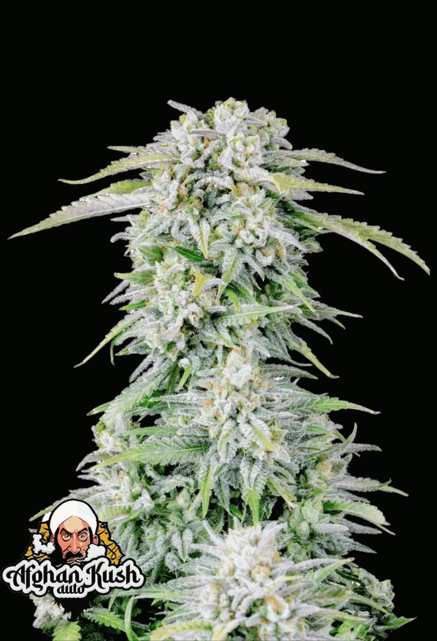 420Fastbuds Afghan Kush Cannabispflanze mit dichtem, harzigem Wuchs – klassische, robuste Indica mit erdigem und würzigem Aroma
