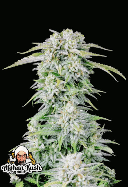 420Fastbuds Afghan Kush Cannabispflanze mit dichtem, harzigem Wuchs – klassische, robuste Indica mit erdigem und würzigem Aroma