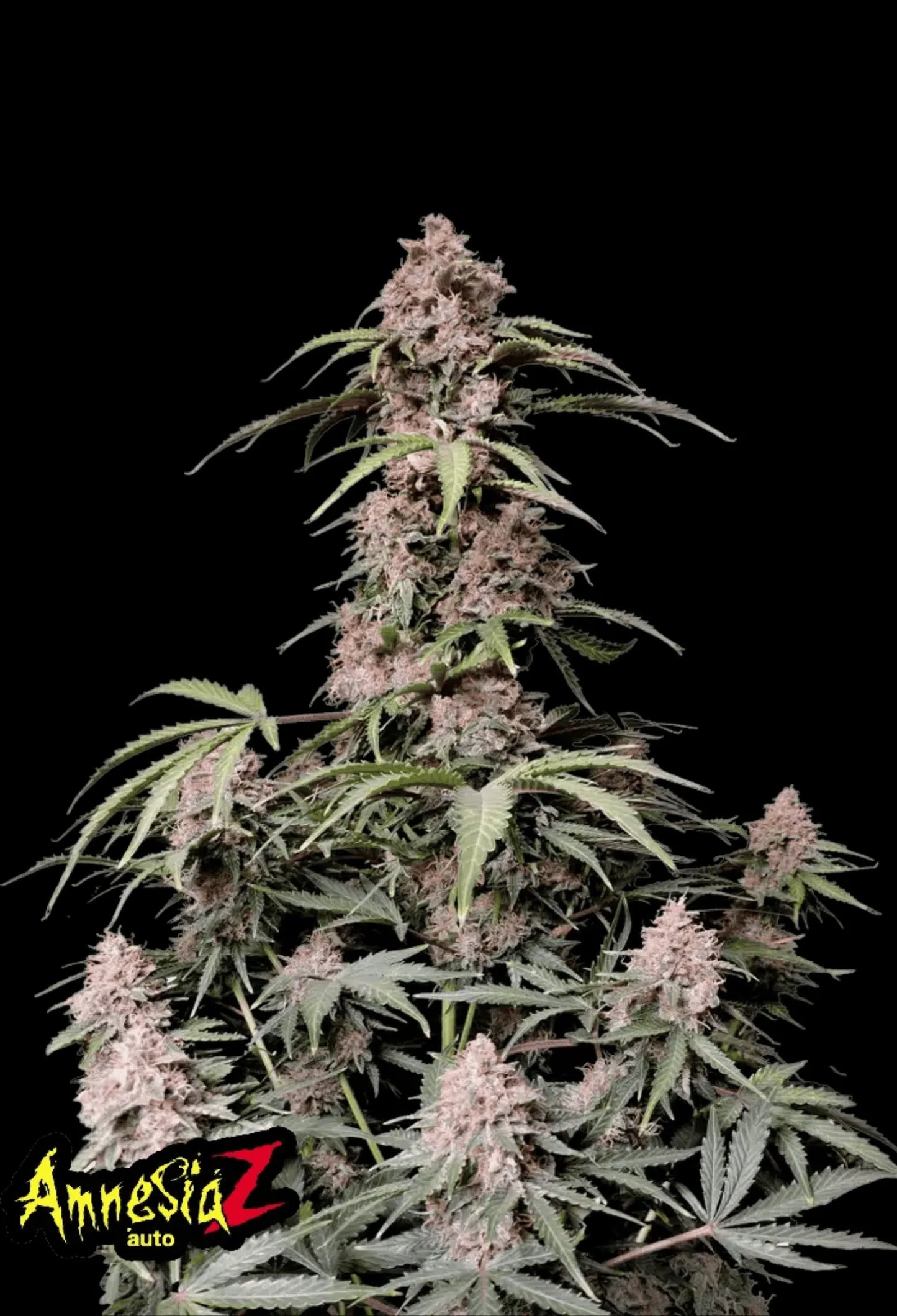 420Fastbuds Amnesia Z Cannabispflanze mit langen, harzbedeckten Buds – sativadominanter Autoflower mit fruchtigem Zitrusprofil