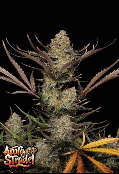 420Fastbuds Apple Strudel Cannabispflanze mit frostigen, dichten Buds – indica-dominante Sorte aus hochwertigen Autoflowering-Samen
