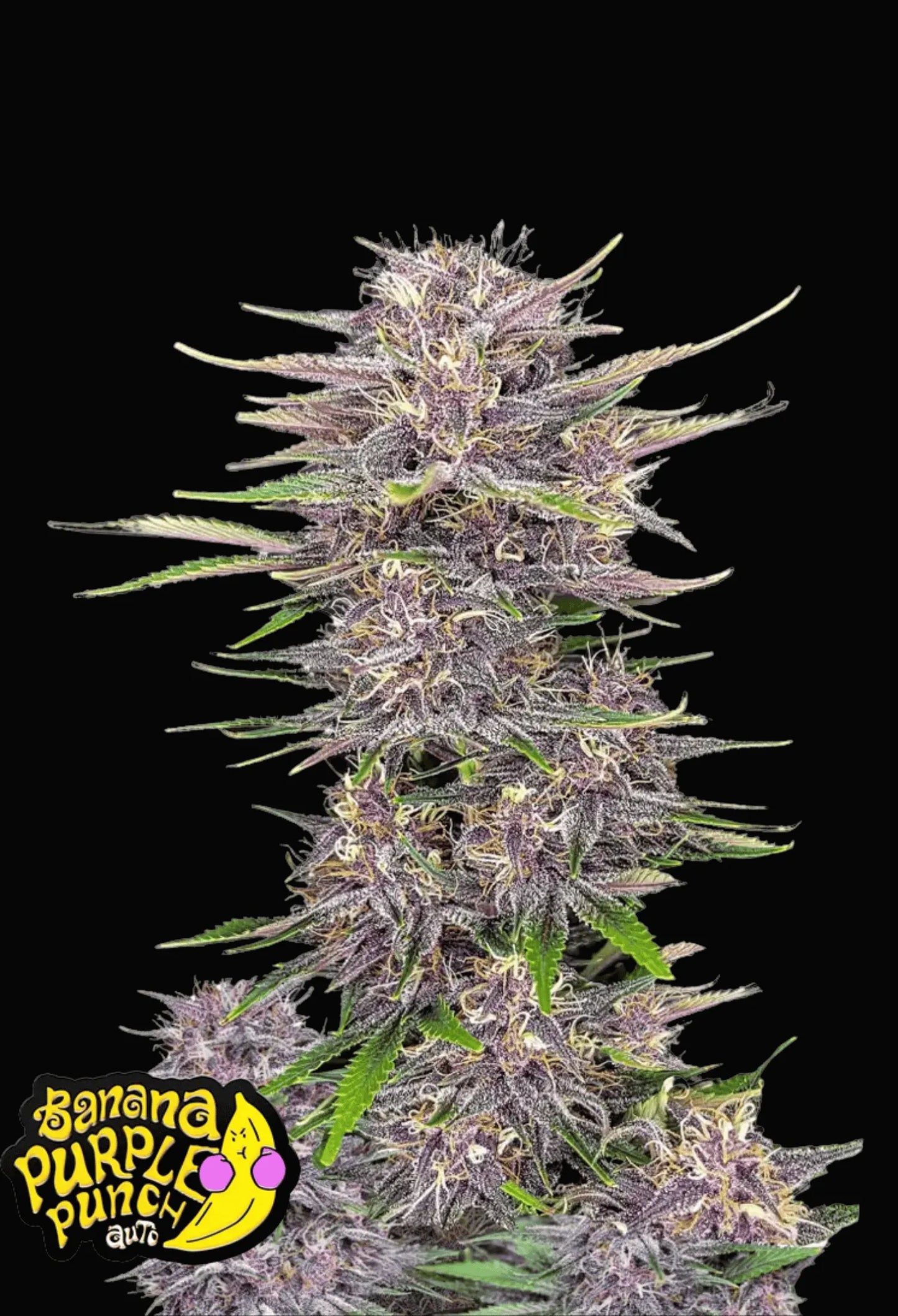 420Fastbuds Banana Purple Punch Cannabispflanze mit auffälligem Lilaton und tropisch duftenden Buds – fruchtige Indica mit hoher THC-Konzentration