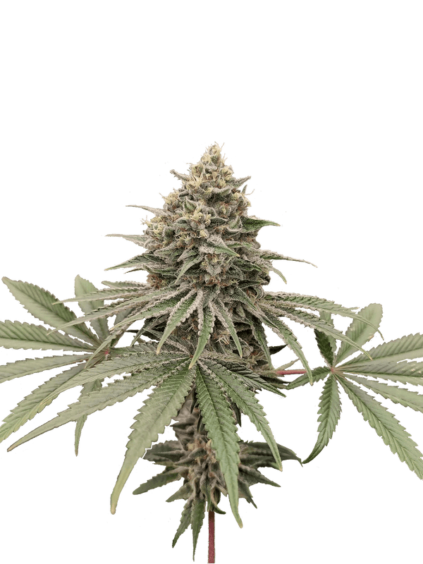 Blue Zushi (US Cut) - Woodpecker's Farm