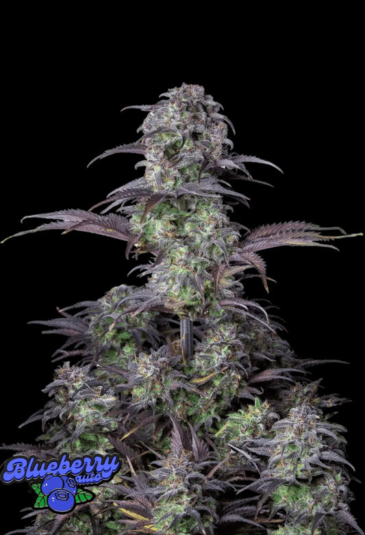 420Fastbuds Blueberry Cannabispflanze mit kompakten, dunkelgrünen Buds und violetten Akzenten – fruchtige Autoflowering-Sorte mit klassischem Beerenaroma