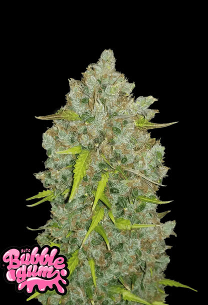 420Fastbuds Bubblegum Cannabispflanze mit kompakten, kristallüberzogenen Buds – süßlich-aromatischer Klassiker aus Autoflowering Samen