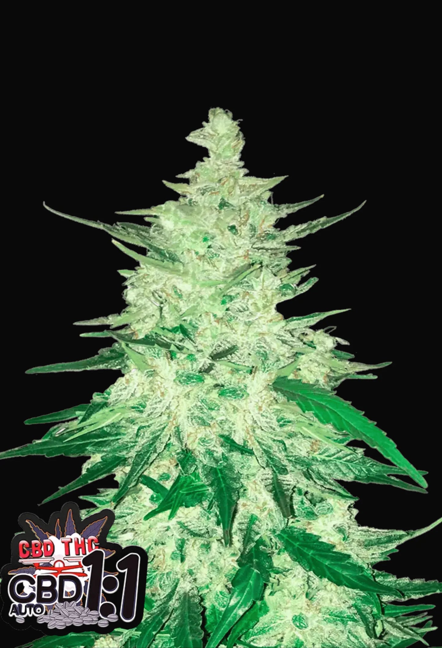 420Fastbuds CBD 1:1 Cannabispflanze mit dichten, hellgrünen Buds und ausgewogenem CBD-THC-Verhältnis – milde, therapeutische Sorte aus Autoflowering-Samen