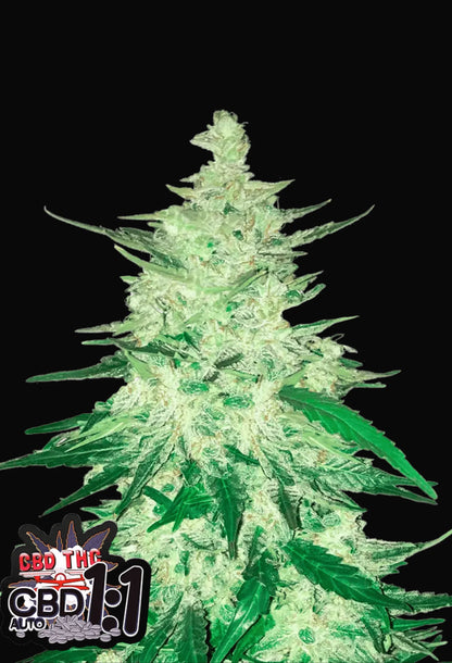420Fastbuds CBD 1:1 Cannabispflanze mit dichten, hellgrünen Buds und ausgewogenem CBD-THC-Verhältnis – milde, therapeutische Sorte aus Autoflowering-Samen