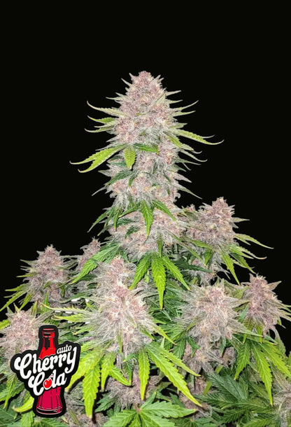 420Fastbuds Cherry Cola Cannabispflanze mit auffälligen Farben und intensivem Kirsch-Soda-Aroma – autoflowering Sorte mit starkem Terpenprofil