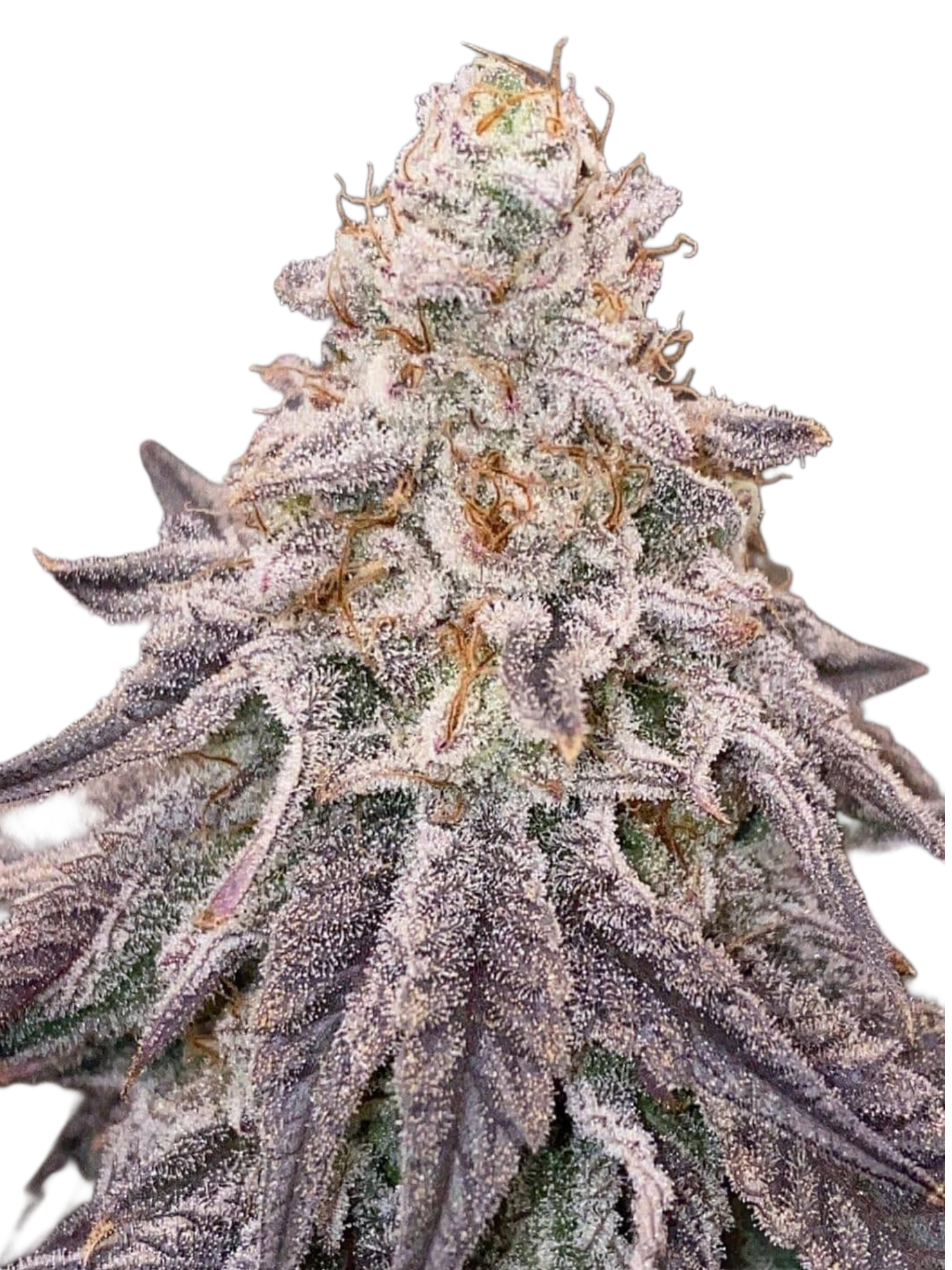 Dante Inferno #6 (Mile High Dave Cut) - Woodpecker's Farm