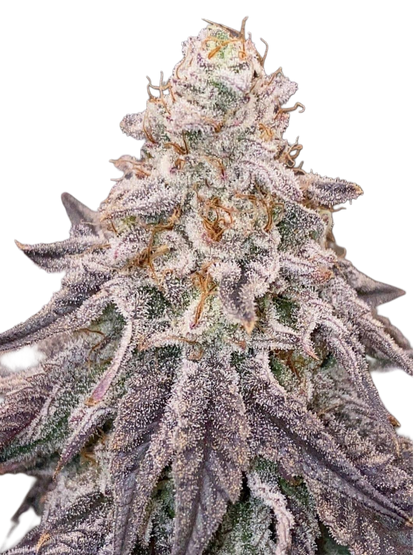 Dante Inferno #6 (Mile High Dave Cut) - Woodpecker's Farm