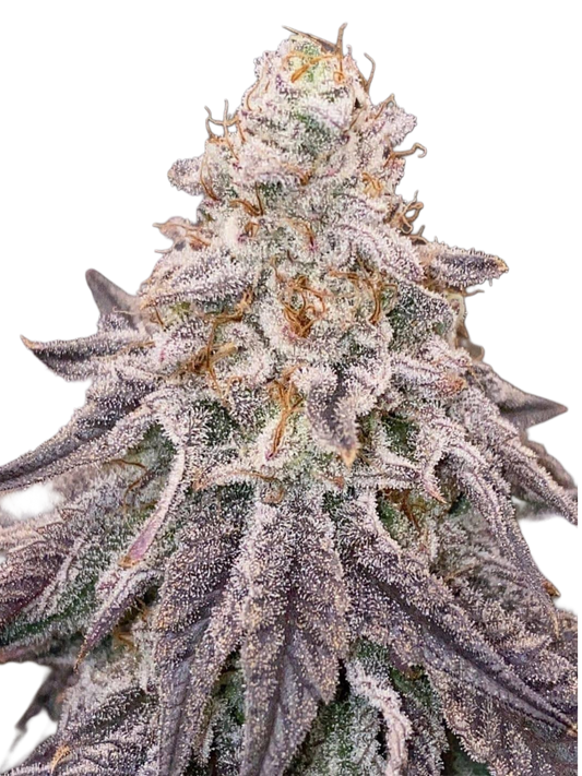 Dante Inferno #6 (Mile High Dave Cut) - Woodpecker's Farm