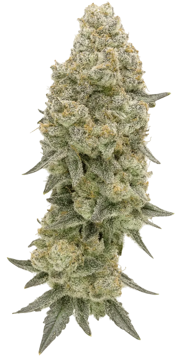 Fillmore Slim - Woodpecker's Farm