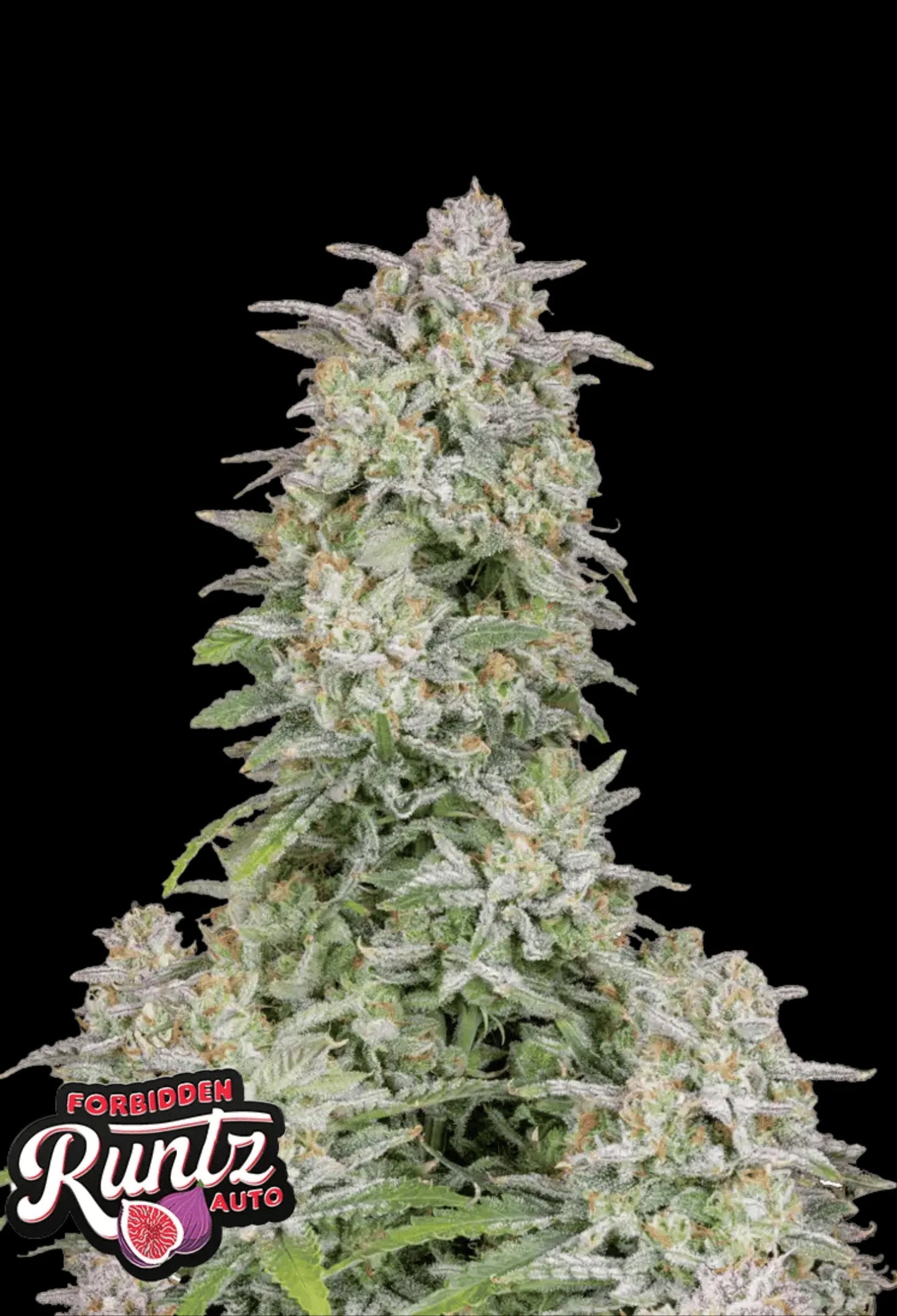 420Fastbuds Forbidden Runtz Cannabispflanze mit violetten Highlights und süß-fruchtigem Zuckerkonfekt-Aroma – indica-dominanter Autoflower-Hybrid