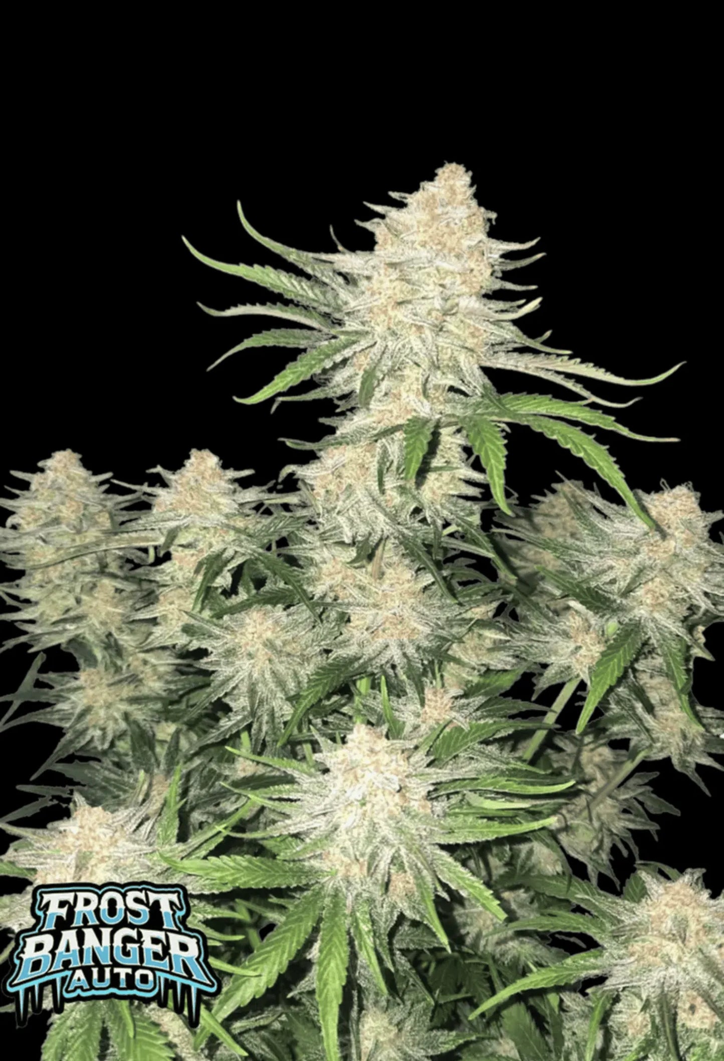 420Fastbuds Frostbanger Cannabispflanze mit dickem Harzbesatz und kompakten, hellgrünen Buds – starke Hybrid-Sorte aus Autoflowering-Samen