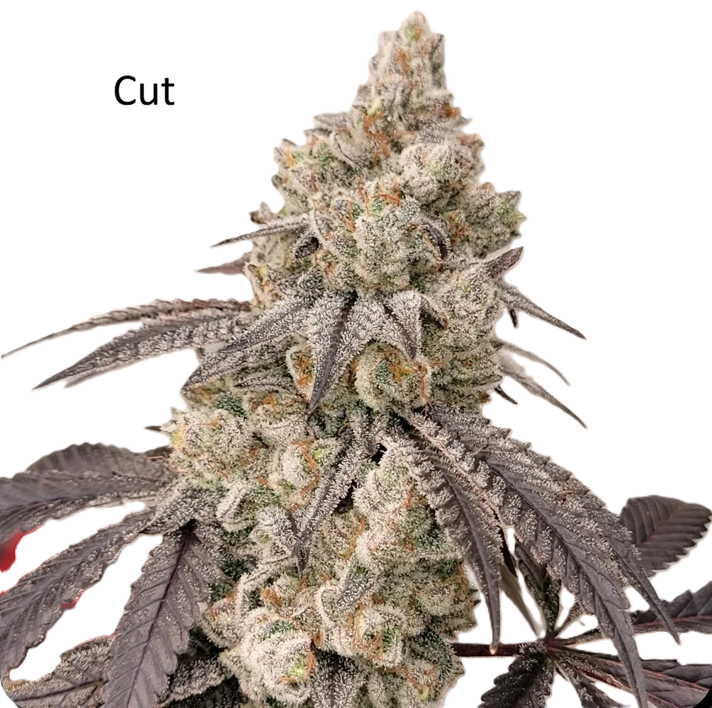 Fugazi Funk (Ziplock Seeds Cut)