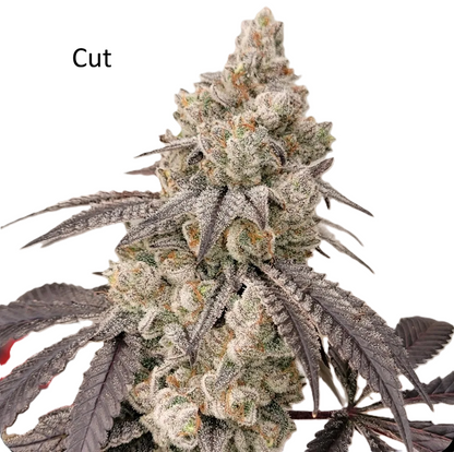 Fugazi Funk (Ziplock Seeds Cut)