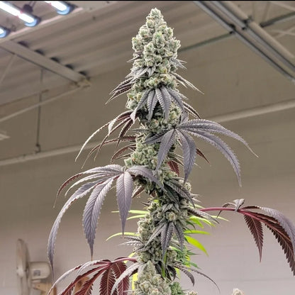 Fugazi Funk (Ziplock Seeds Cut)